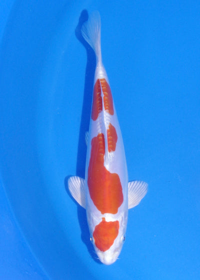 20.5cm Kikisui (Byer Koi Farm) REF - MA227