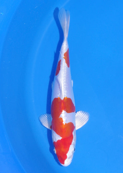 23cm Kikisui (Byer Koi Farm) REF - MA228