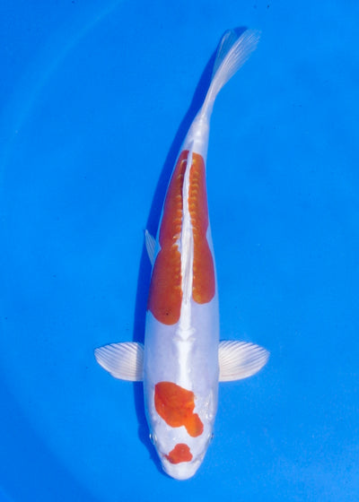 27cm Kikisui (Byer Koi Farm) REF - MA229