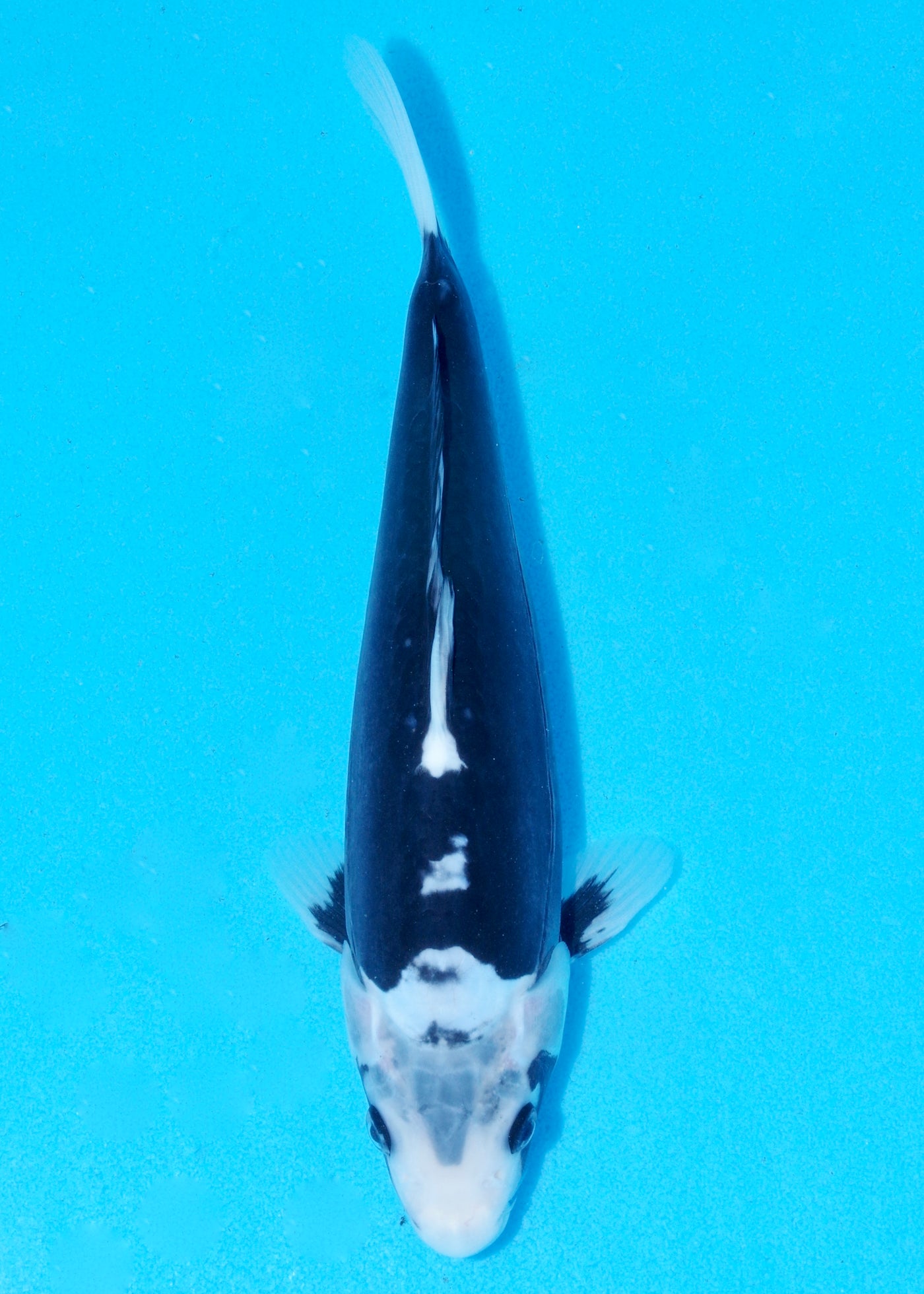 26cm Kumonryu (Byer Koi Farm) REF - AP012