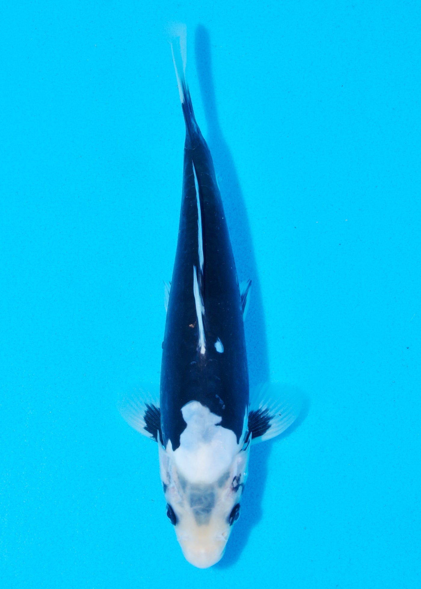 25cm Kumonryu (Byer Koi Farm) REF - AP013