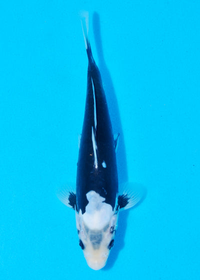 25cm Kumonryu (Byer Koi Farm) REF - AP013