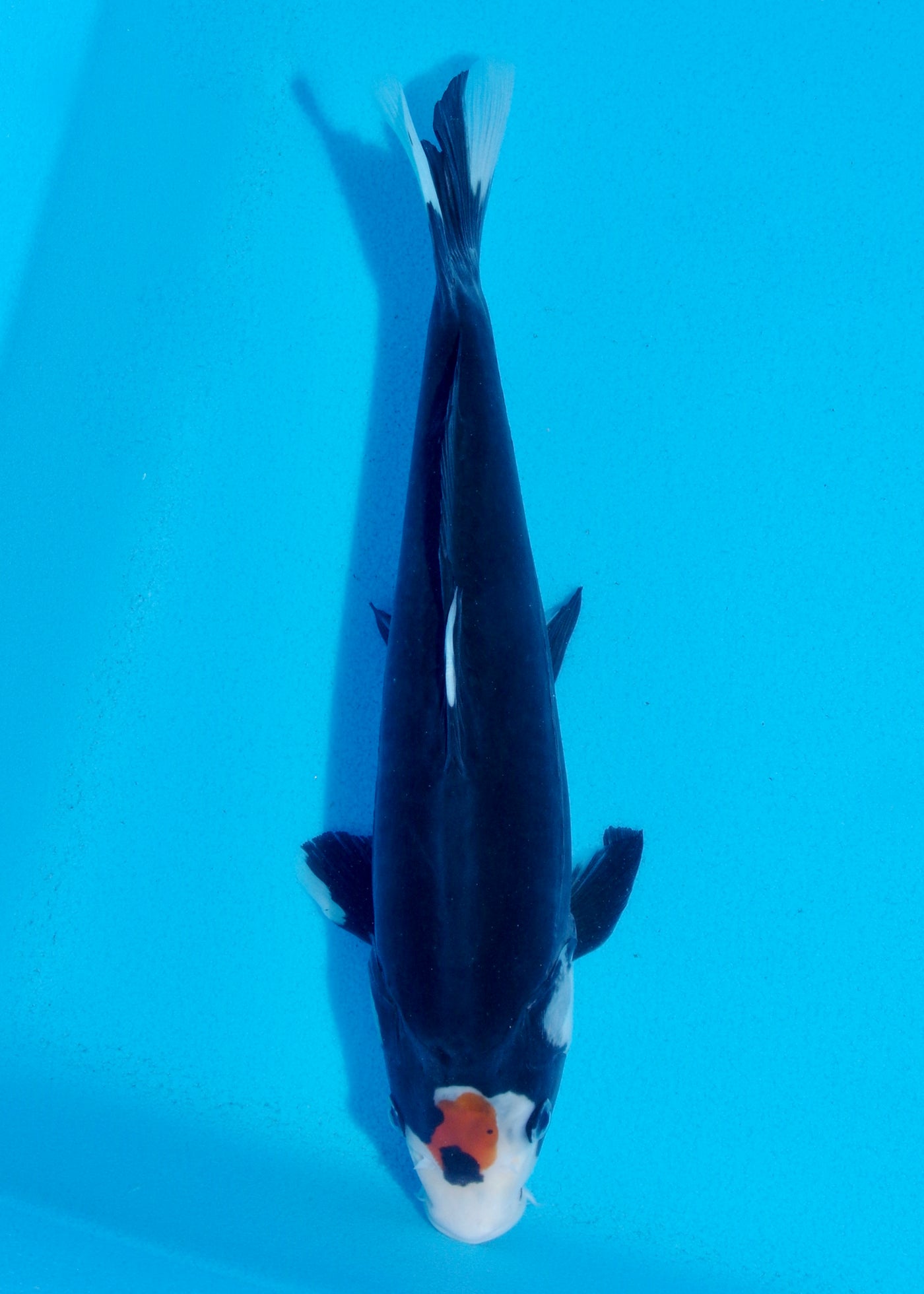 30cm Beni Kumonryu (Byer Koi Farm) REF - AP016