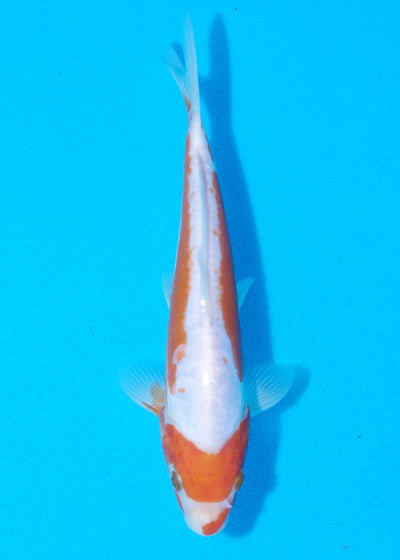 23cm Kosui (Byer Koi Farm) REF - AP018