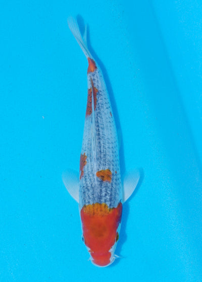 25cm Goshiki (Byer Koi Farm) REF - AP019