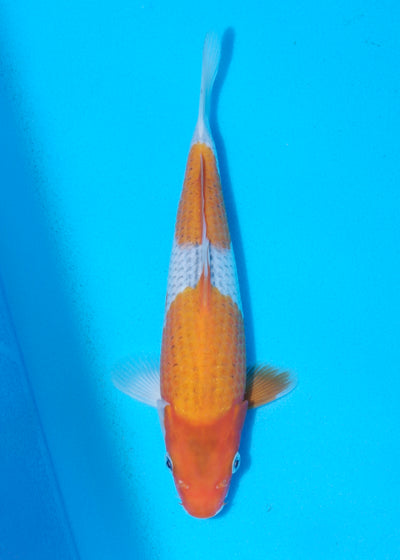 25cm Goshiki (Byer Koi Farm) REF - AP020