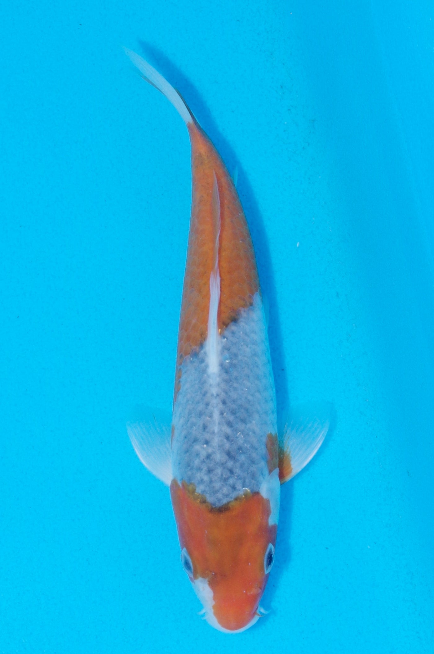 20.5cm Goshiki (Byer Koi Farm) REF - AP025