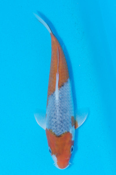 20.5cm Goshiki (Byer Koi Farm) REF - AP025