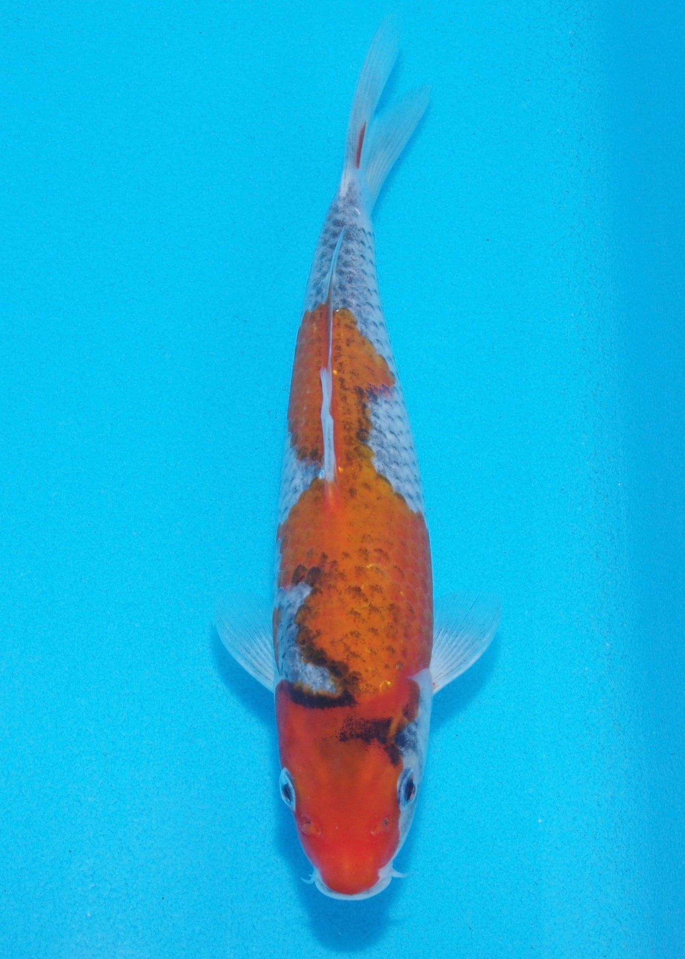20cm Goshiki (Byer Koi Farm) REF - AP027