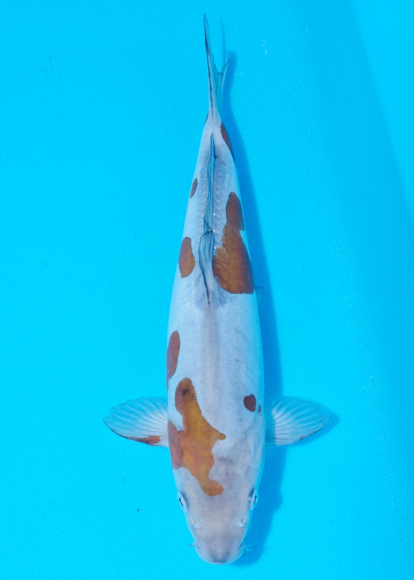 31cm Doitsu Ochiba (Byer Koi Farm) REF - AP002
