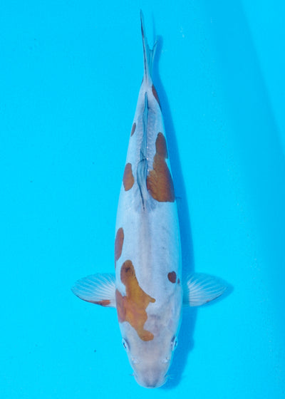 31cm Doitsu Ochiba (Byer Koi Farm) REF - AP002