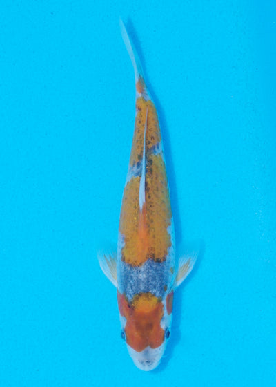 18.5cm Goshiki (Byer Koi Farm) REF - AP029
