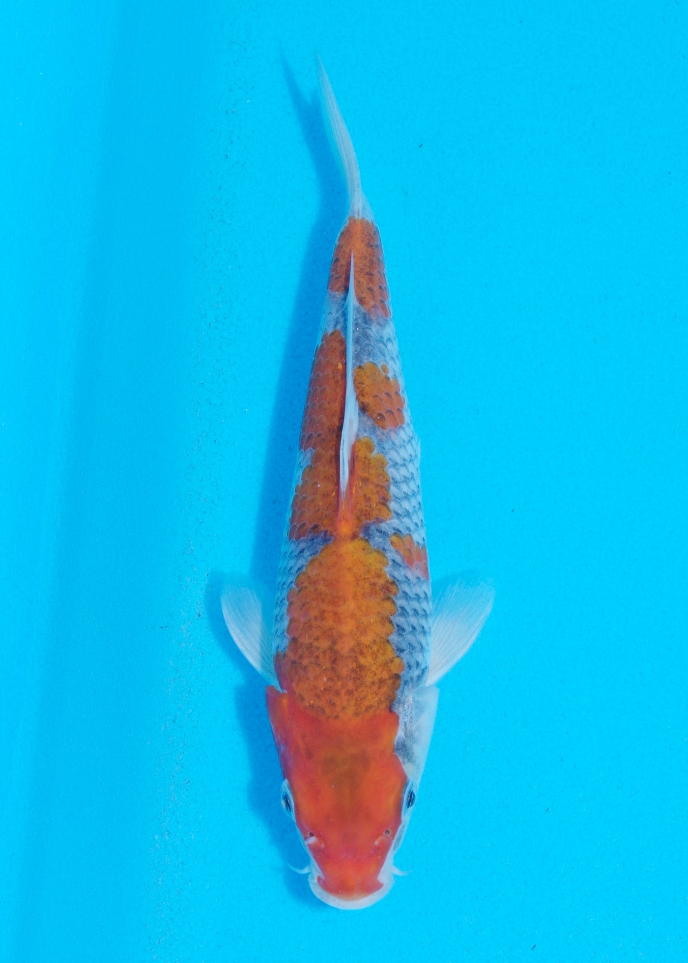 22cm Goshiki (Byer Koi Farm) REF - AP031
