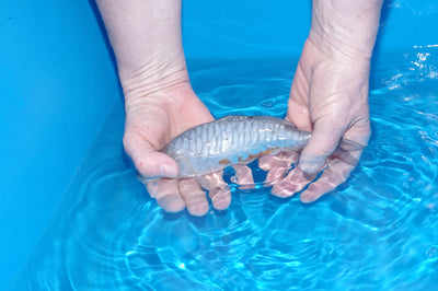 20.5cm Aragoke (Byer Koi Farm) REF - AP032