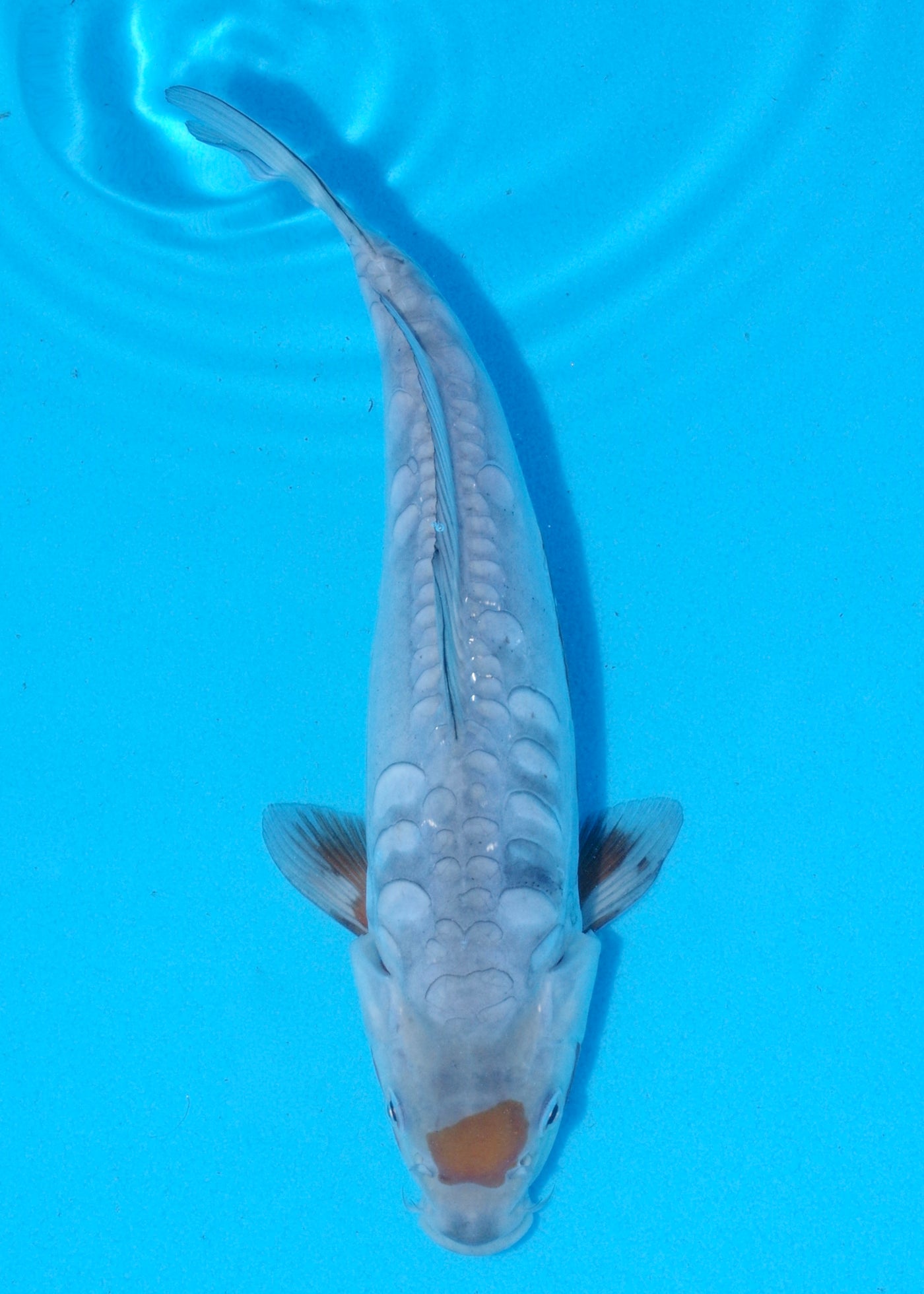 26cm Doitsu Ochiba (Byer Koi Farm) REF - AP033