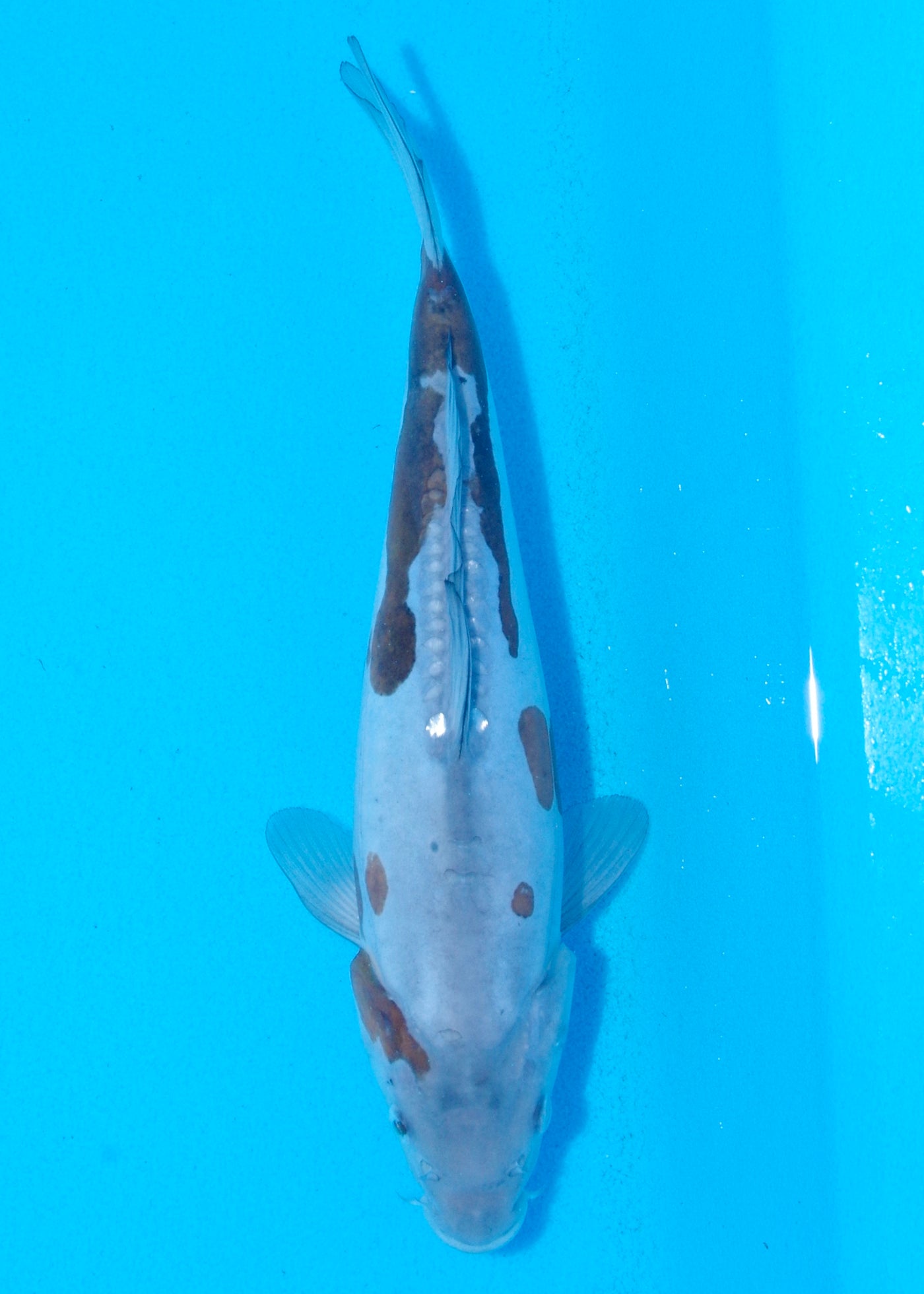 27cm Doitsu Ochiba (Byer Koi Farm) REF - AP037