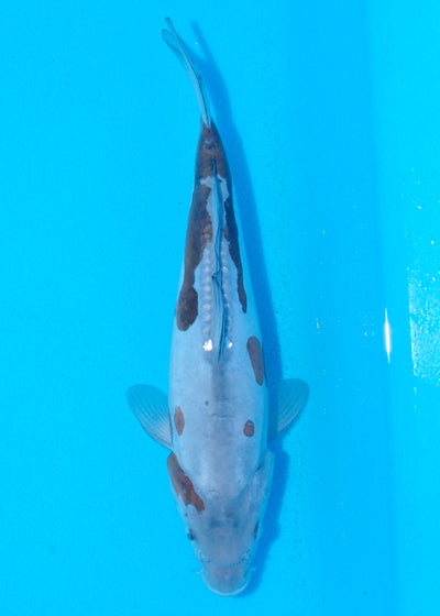 27cm Doitsu Ochiba (Byer Koi Farm) REF - AP037