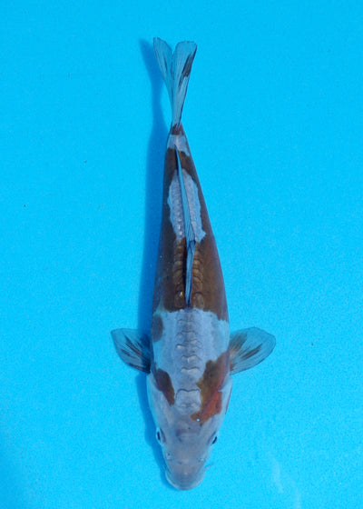 24cm Doitsu Ochiba (Byer Koi Farm) REF - AP038