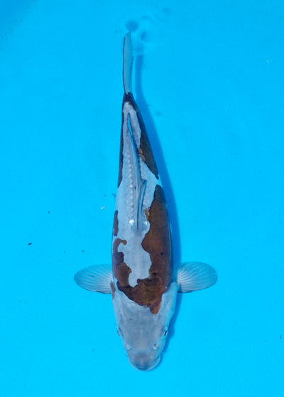 32cm Doitsu Ochiba (Byer Koi Farm) REF - AP006