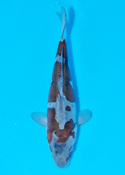 25.5cm Doitsu Ochiba (Byer Koi Farm) REF - AP008