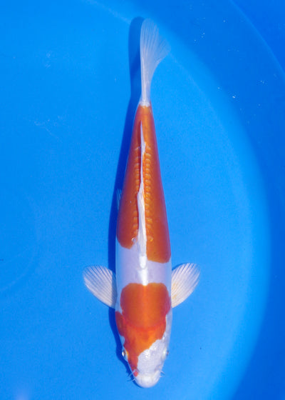 24cm Kikisui (Byer Koi Farm) REF - MA239