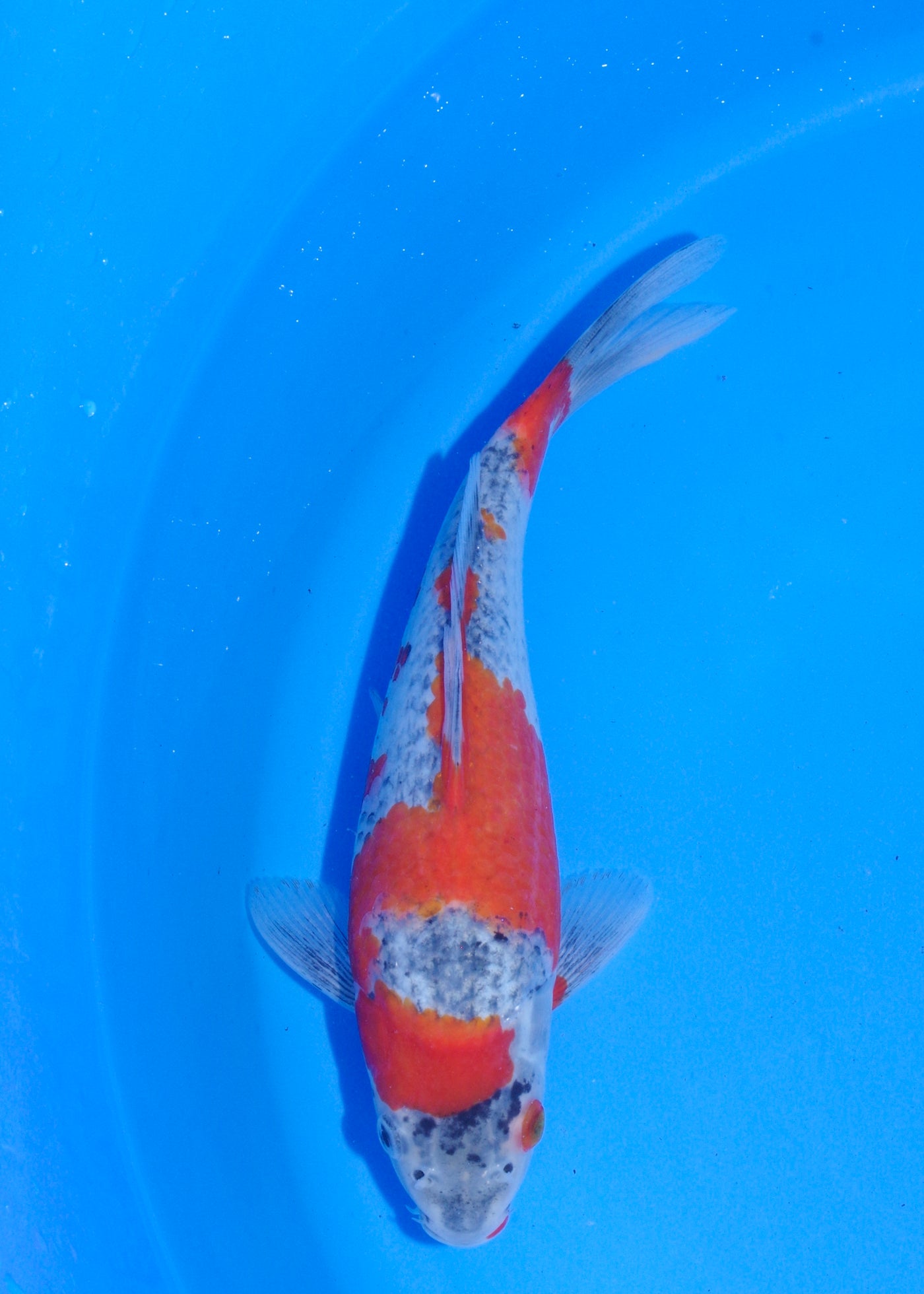 23cm Goshiki (Byer Koi Farm) REF - MA230