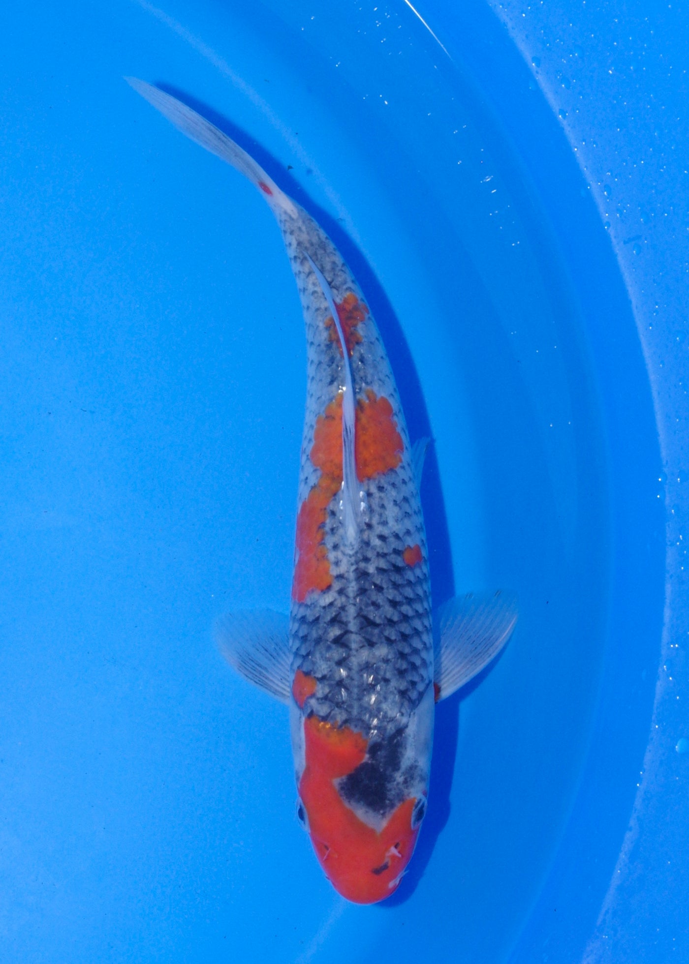 22cm Goshiki (Byer Koi Farm) REF - MA235