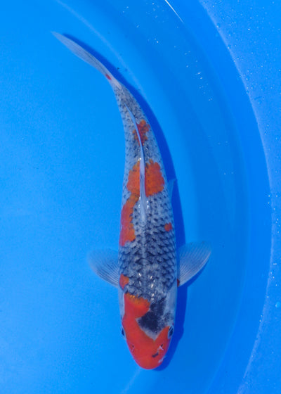 22cm Goshiki (Byer Koi Farm) REF - MA235
