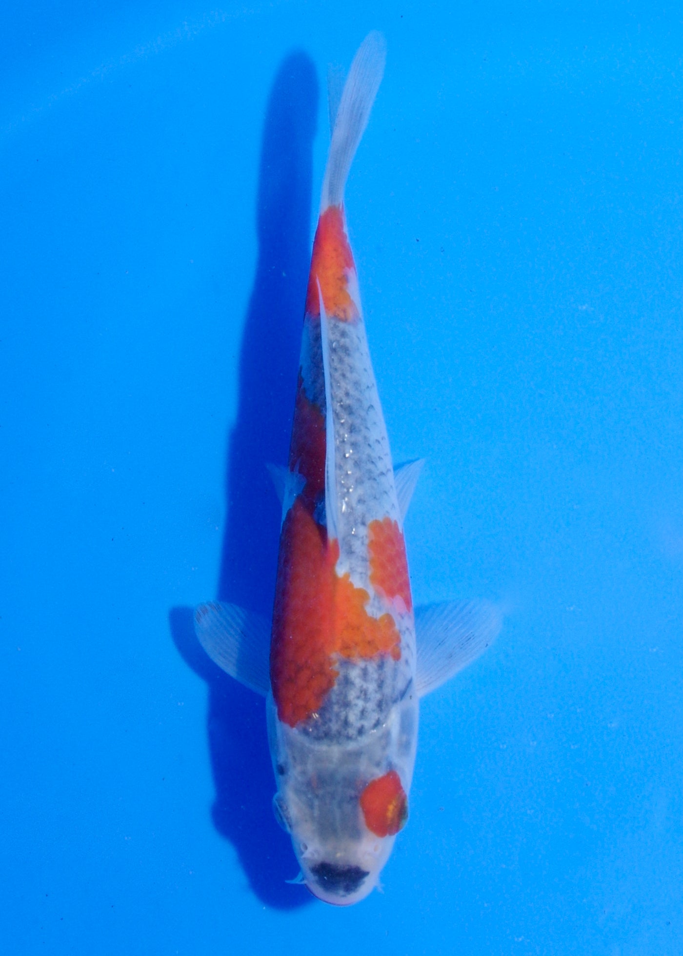 20cm Goshiki (Byer Koi Farm) REF - MA248