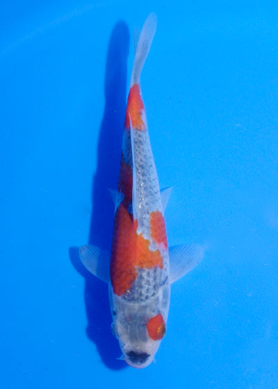 20cm Goshiki (Byer Koi Farm) REF - MA248