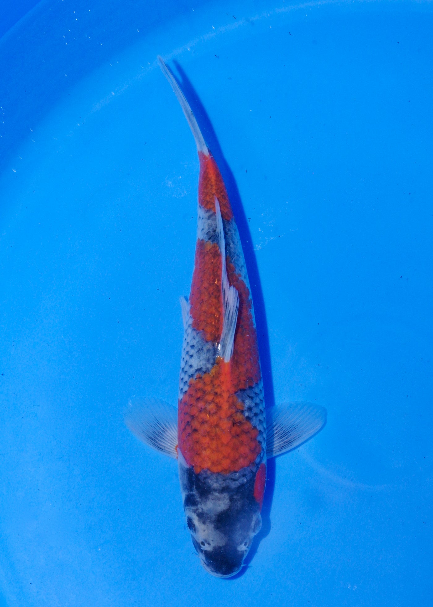 23cm Goshiki (Byer Koi Farm) REF - MA252