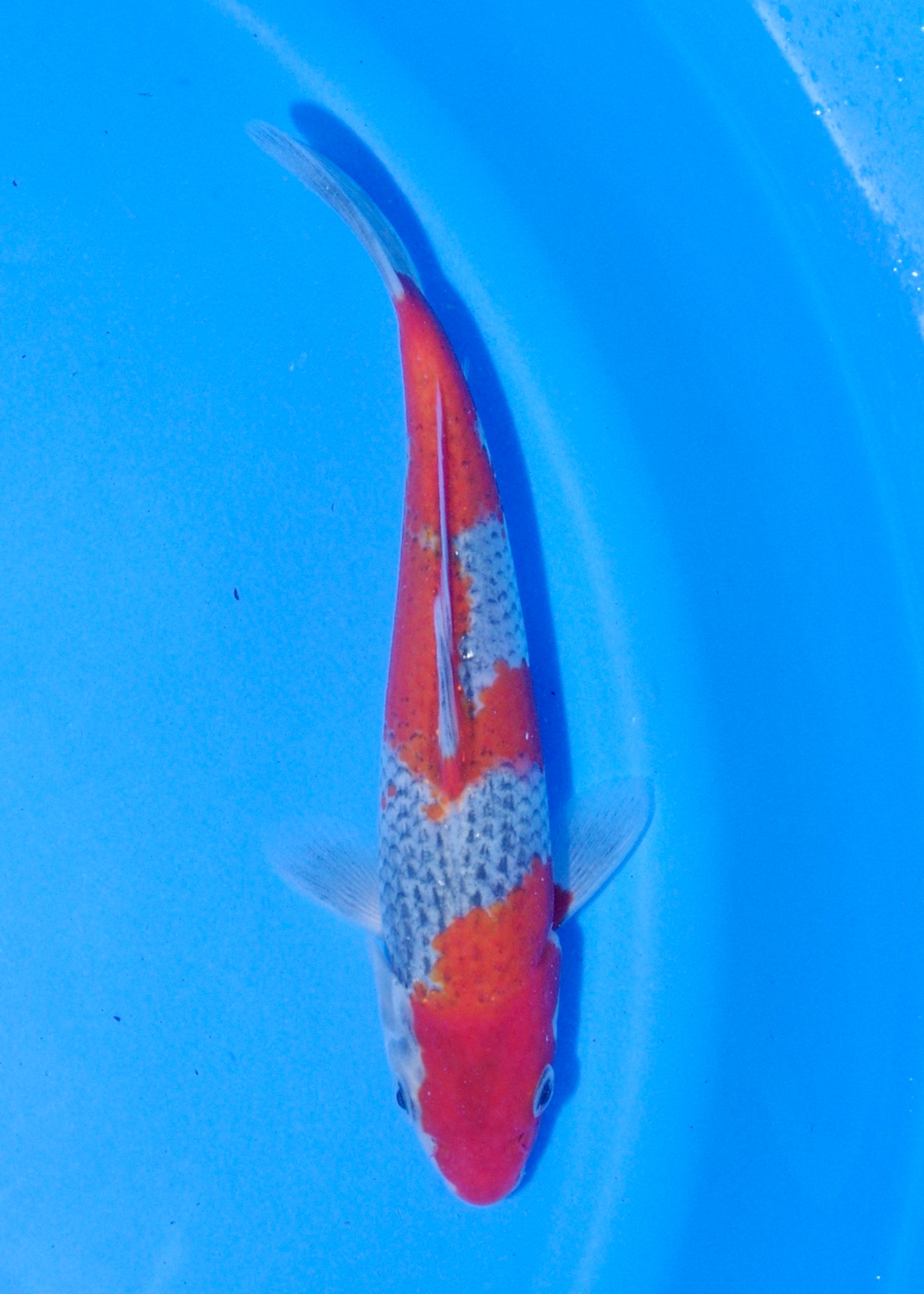 18cm Goshiki (Byer Koi Farm) REF - MA253