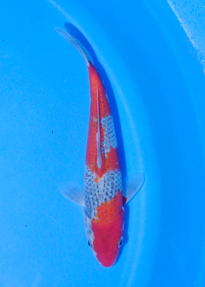 18cm Goshiki (Byer Koi Farm) REF - MA253