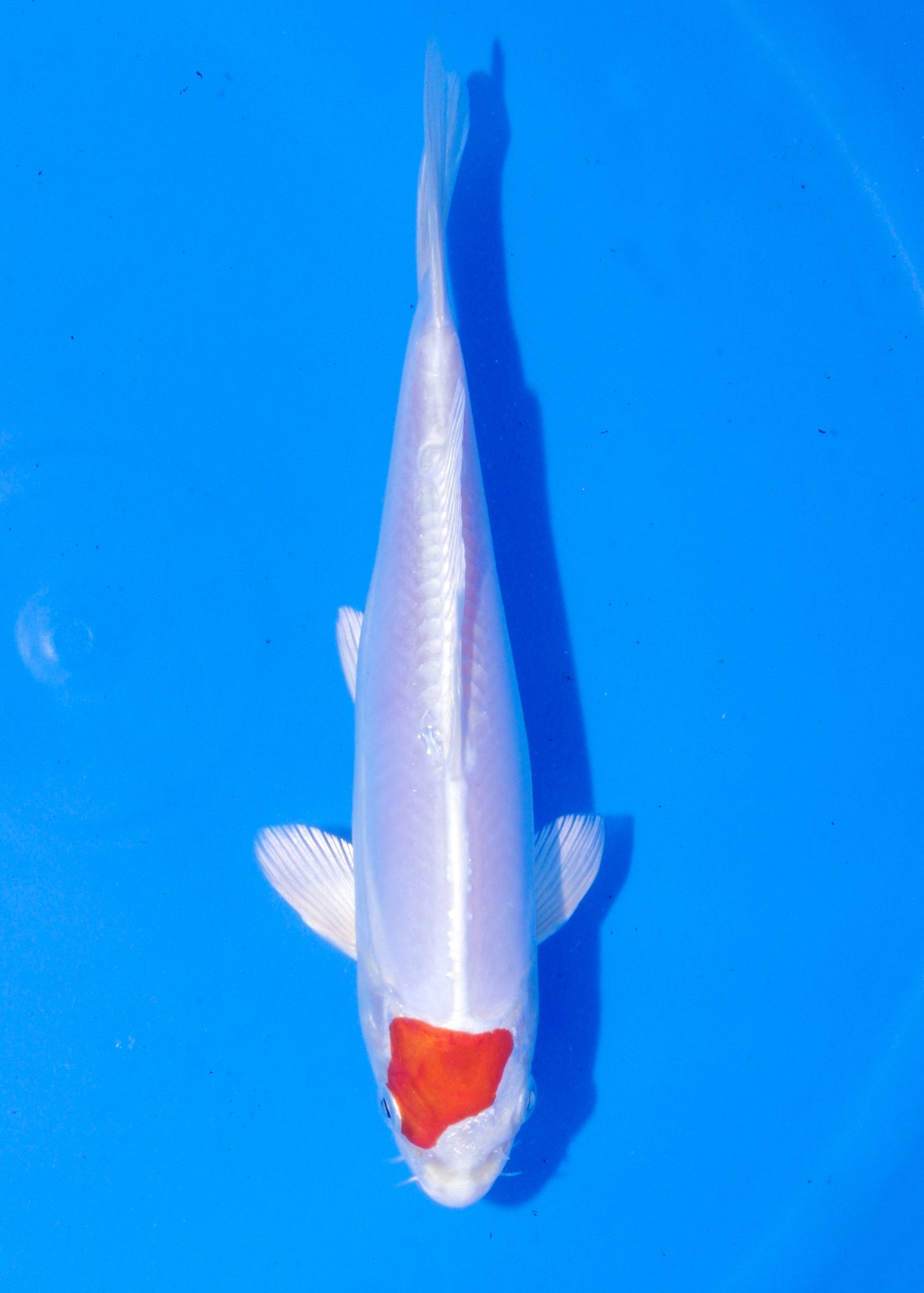 22cm Tancho Kikisui (Byer Koi Farm) REF - MA258