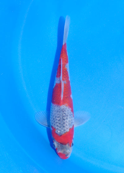 21cm Goshiki (Byer Koi Farm) REF - MA240