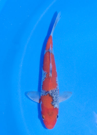 17.5cm Goshiki (Byer Koi Farm) REF - MA241