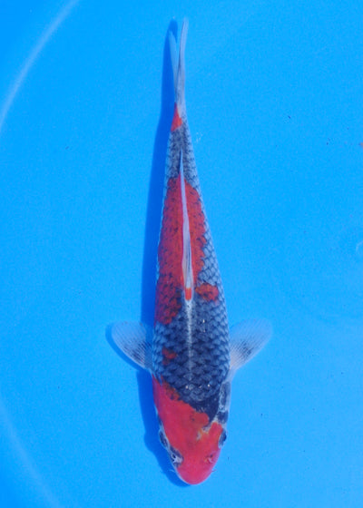 22cm Goshiki (Byer Koi Farm) REF - MA243