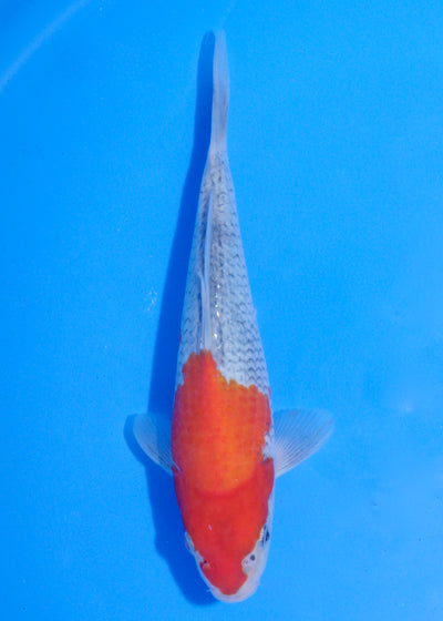 21cm Goshiki (Byer Koi Farm) REF - MA244