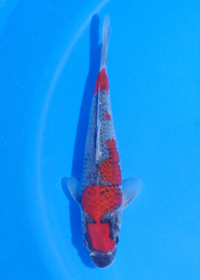 20cm Goshiki (Byer Koi Farm) REF - MA245