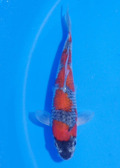17.5cm Goshiki (Byer Koi Farm) REF - MA247