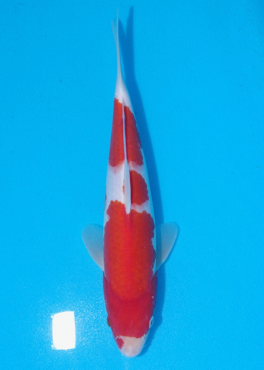 32cm Kohaku REF SRR03-D010