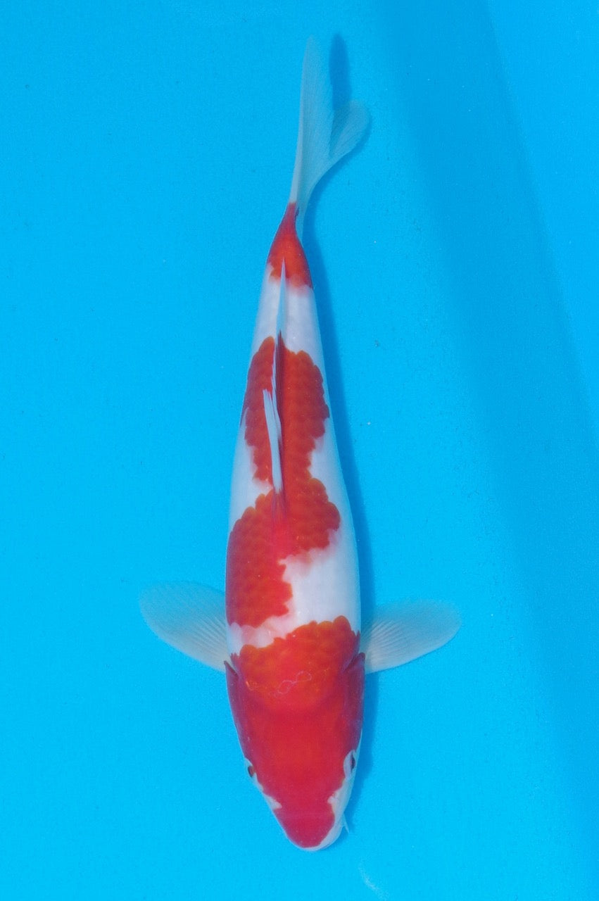 29cm Kohaku REF SRR03-D011