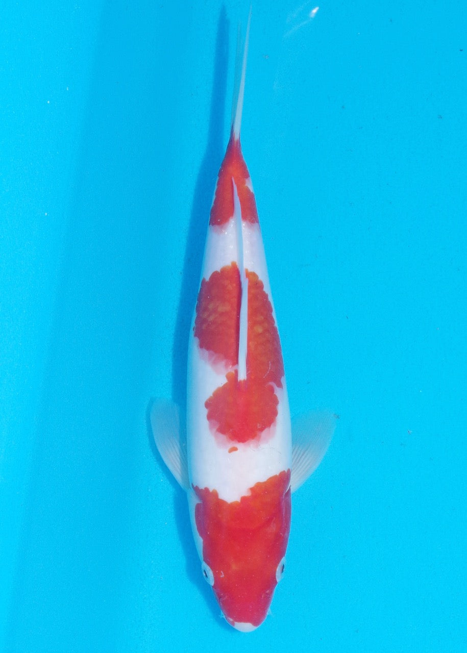 29cm Kohaku REF SRR03-D012
