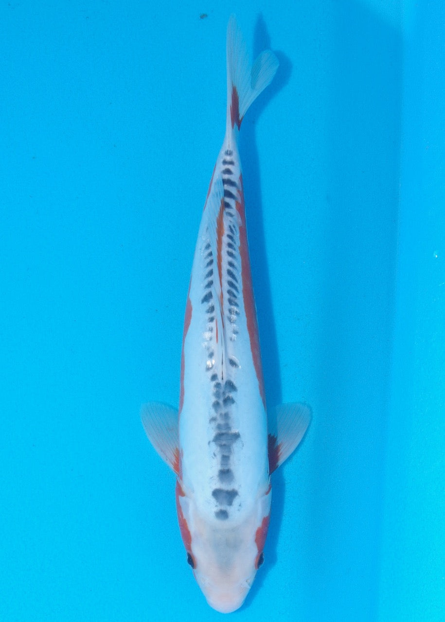 34cm Shusui REF SRR03-D014