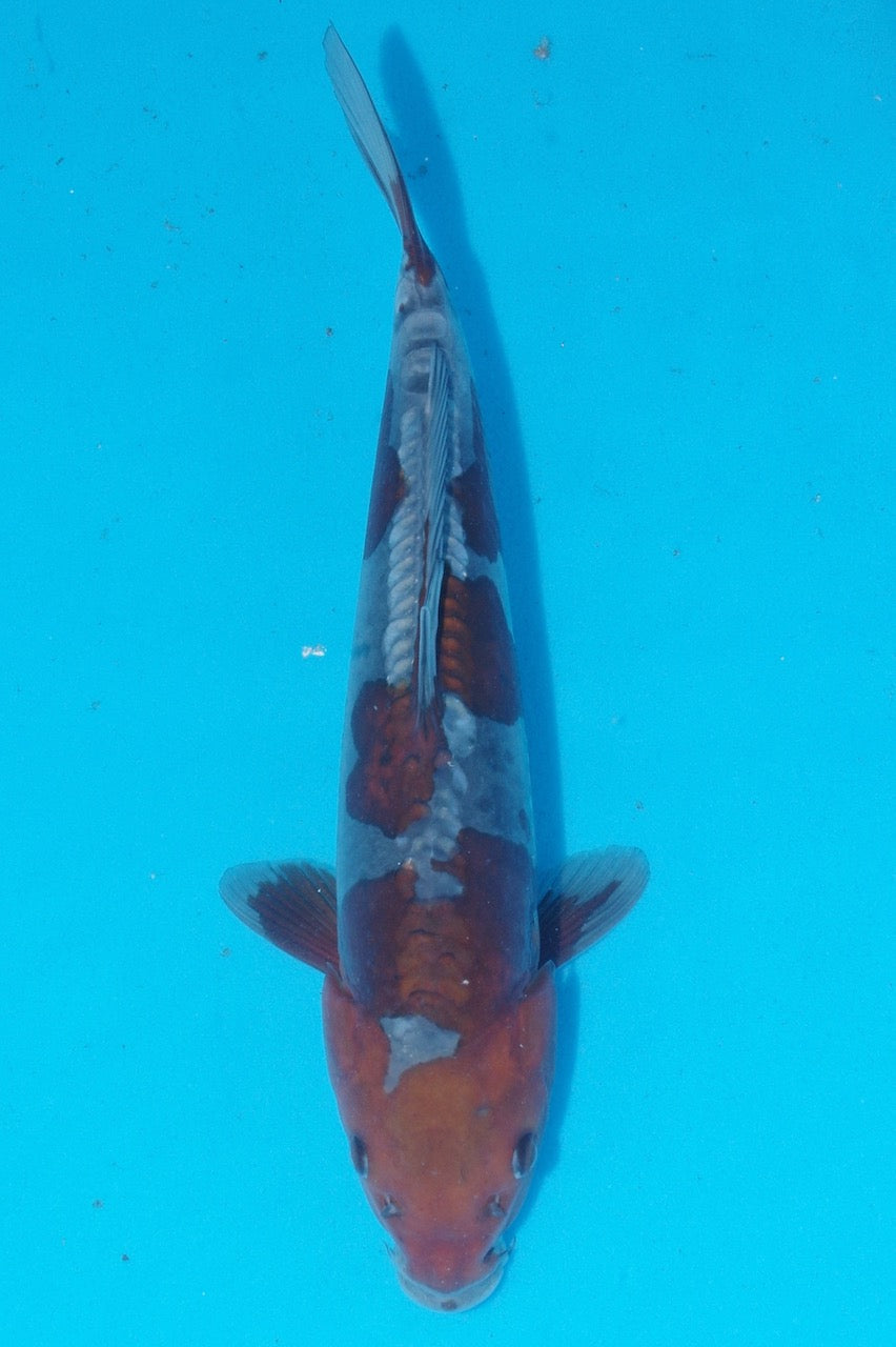 33cm Doitsu Ochiba REF SRR03-D017