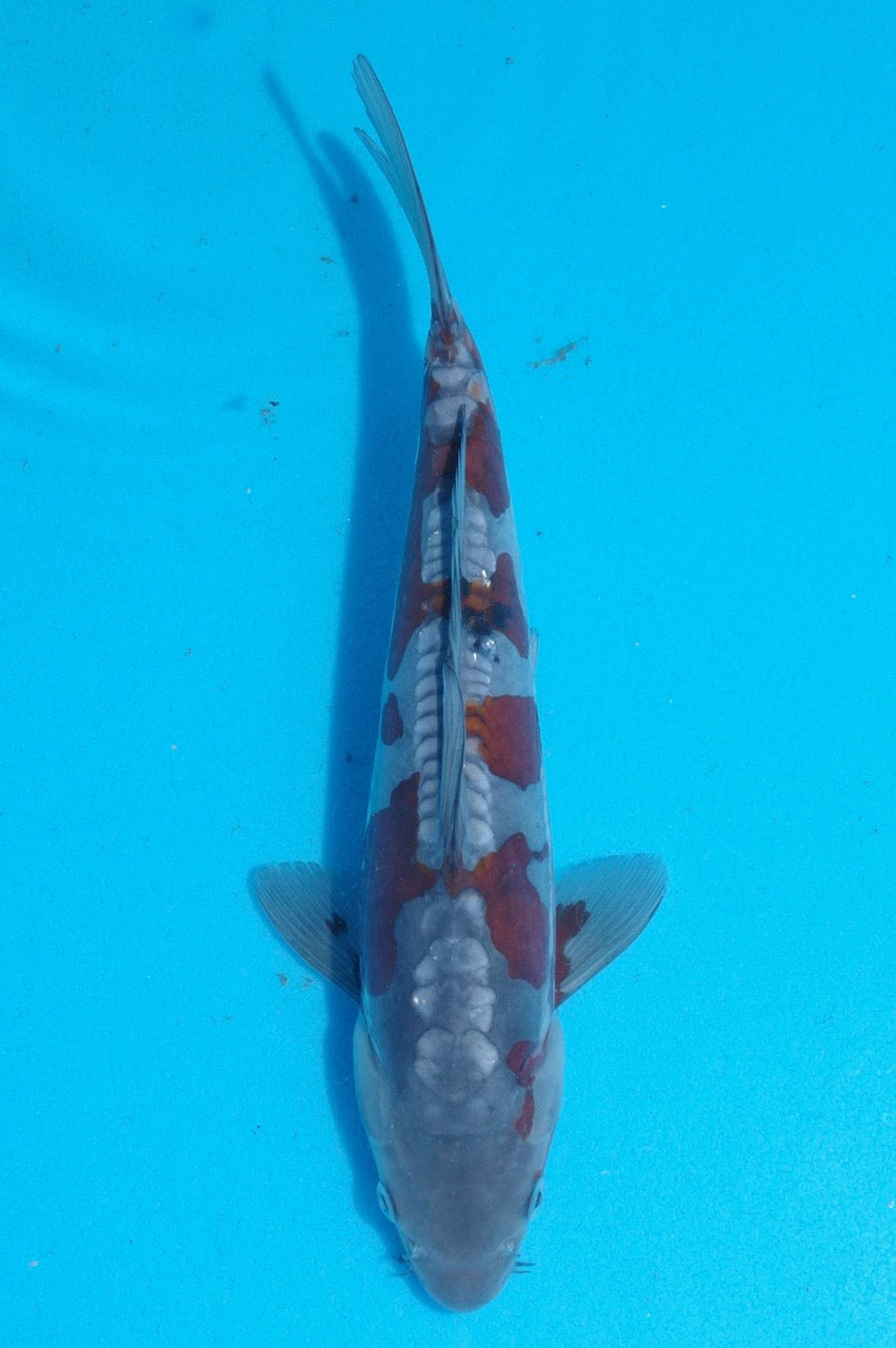 28cm Doitsu Ochiba REF SRR03-D018