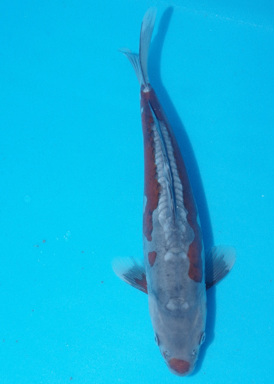 32cm Doitsu Ochiba REF SRR03-D021