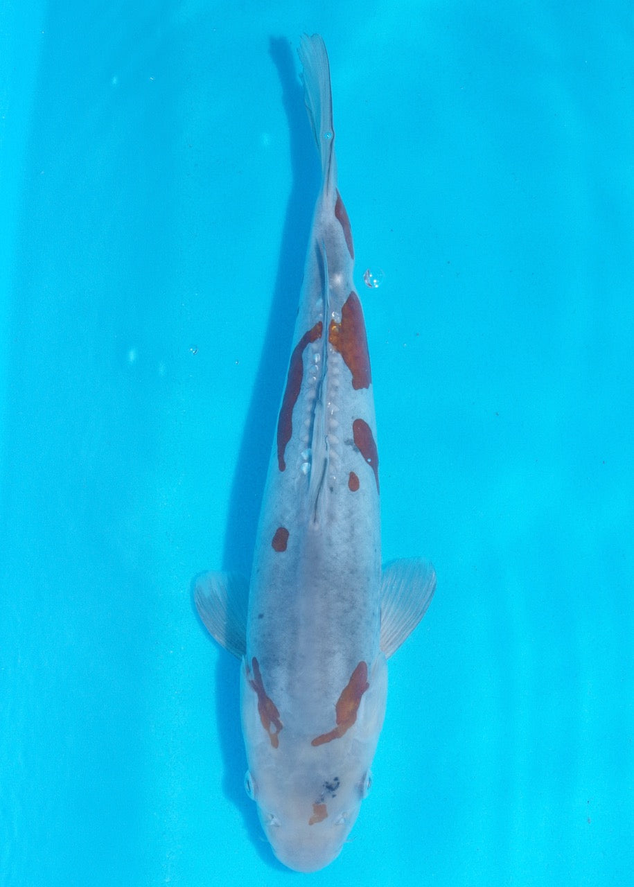 34cm Doitsu Ochiba REF SRR03-D024