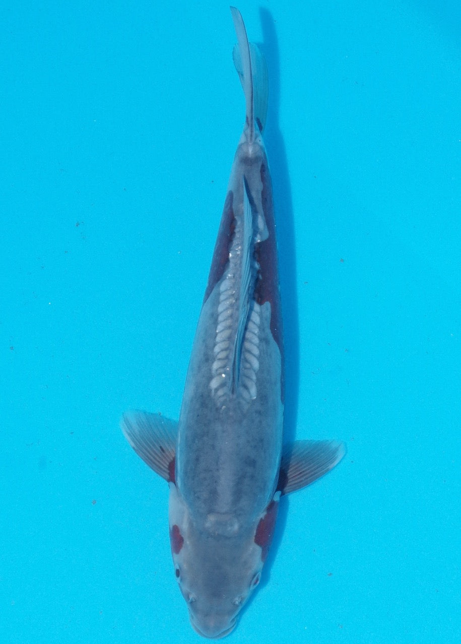 33cm Doitsu Ochiba REF SRR03-D030