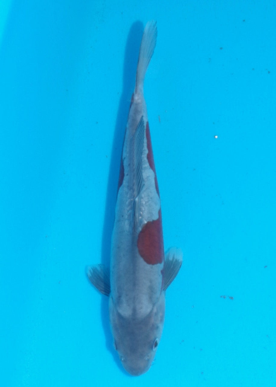 32cm Doitsu Ochiba REF SRR03-D031